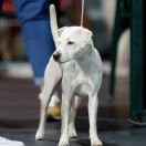 CHIARA z Gorajskiego Grodu