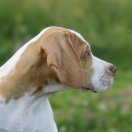 Howerla Beskid Point (FCI) 