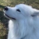 Davina of Darwin Winter Sky FCI