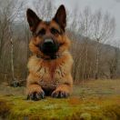 GINAA vom Waldfurter-Wald