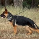 ULANA vom Waldfurter-Wald