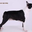 KHARKOV STYLE Felicity