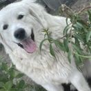 Basia las w Jamnicach FCI