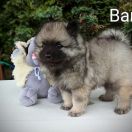 Bantu Shaggy Fluff FCI