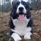 OPHELIA Royal Dignity 