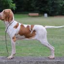 Imagine 'Ivy' Venator d'Ursus