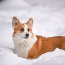 STYLE LIFE FLEURS D’ORANGE