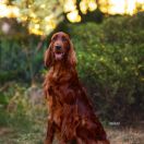 CINDY Kolekcja Szuwarka