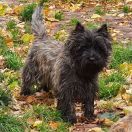 BRIDGE OVER TROUBLED WATER Grandiflora