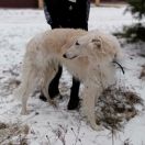 DERZHI VETER MELKHIOR