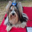 Gran De Kuerro NEW YORK