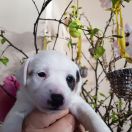 Ayama Winged Guardians FCI 