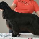 SHINING STAR of Westray