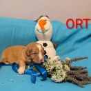 ORTO Shaggy Fluff FCI