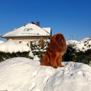 BLANKA z Rysiowej Chaty (FCI)