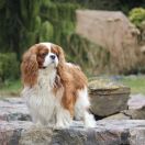 SELFIK Gołd Moon FCI