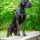 VALENTINO Margarejro FCI