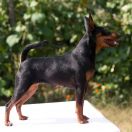 Magnificent Baronessa