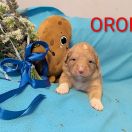 ORON Shaggy Fluff FCI