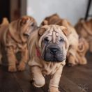 ROSA Mi Pura Belleza 