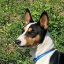 JUST MY STILE DOMINANT STAR