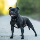 Claudia Cardinale Mendog