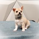 BRANDON z Dorzecza FCI