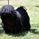 Borzos Puli Pestimrei Baba