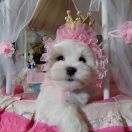 HARLEJ -Marbella en el corazon FCI