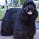 UNUSUAL GRAND DIAMOND