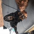 SWEET CHOCOLATE BLACK Lofty