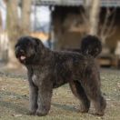 Chanel de l'Ami Gris 