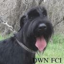 UNCJA Duch Wysokiego Napięcia FCI