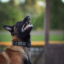 OCTAVIA Marshall Dogs 