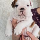 Cleveland Tiger Asgardville