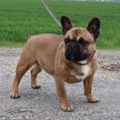 ULIA Lesne Najmadiu FCI