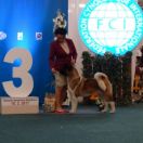 Wena z Dworu Abakusa FCI 