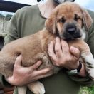  Excelente Mercedes Spiritus Silvam