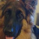 ROXY z Rotuzkich Bagien