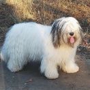 LESŁAWA Futrzak Podlaski FCI