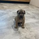 Hades „Heart Hunters „ Night Defenders 