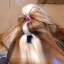 RED SWEET PRINCESS Z KOJCA COLI