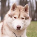 Hugo Craze Karnavalda