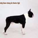 SIBIRSKIY SHARM Vostorg for Kharkov Style