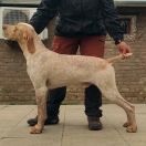 Thor de la Vallée d'Ustou