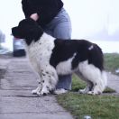 DREAMS COME TRUE Alhaboom 