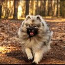 RIKKI TIKKI TAVI Iz Mirashela