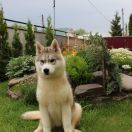 ANABELLE ARABIAN JASMINE ARCTIC SNOW FAIRY-TALE