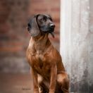 ARABESKA ze Świerzowskich Łąk FCI