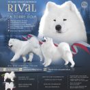 THE UNIQUE TWIGLIGHT ORLEANSNOW 